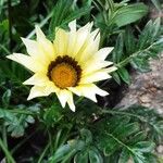 Gazania rigensBloem