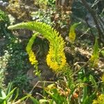 Eremurus stenophyllus Flower