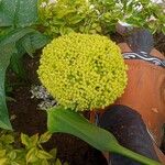 Sedum acreHoja