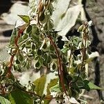 Fallopia dumetorum Flower