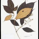 Miconia lourteigiana Φύλλο