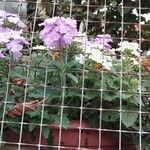 Verbena × hybrida Groenland & RümplerЦвят