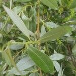 Salix fragilis Hoja