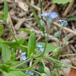 Myosotis arvensis Feuille