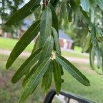 Quercus phellos Leaf
