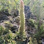 Orostachys spinosa 葉