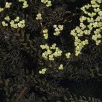 Elodea nuttallii Hoja
