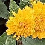 Helianthus decapetalus Цветок