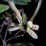 Tetrapterys tinifolia Kukka