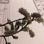 Salix cinerea Cvet