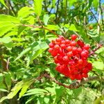 Sambucus racemosa Plod