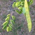 Bauhinia galpinii Plod