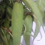 Persicaria odorata Blad