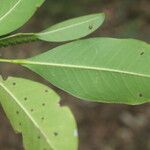 Pilocarpus racemosus Leaf