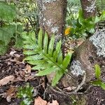 Phymatosorus grossus Leaf