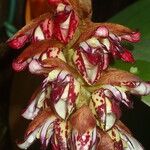 Bulbophyllum hamelinii