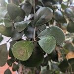 Ficus natalensis Φύλλο