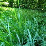 Phalaris arundinacea Habitus