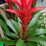 Guzmania spp. Συνήθη χαρακτηριστικά