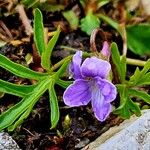 Viola pinnata Leaf