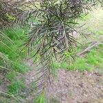 Melaleuca alternifolia Yaprak
