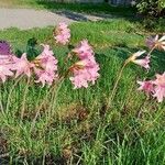 Amaryllis belladonna Bloem