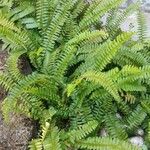 Nephrolepis cordifolia Blatt