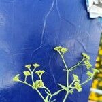 Valeriana dentata Flower