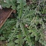 Verbascum sinuatum List