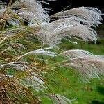 Miscanthus sinensis Folha