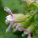 Ribes viscosissimum Λουλούδι