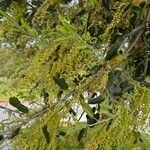 Quercus agrifolia Λουλούδι