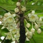 Sloanea billardierei Flower