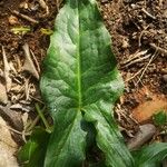 Arum italicumLeaf