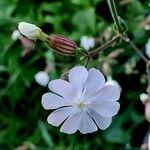 Silene armeria Fleur