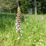 Gymnadenia conopseaFlower