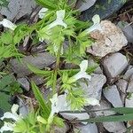 Stachys annua Folla