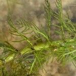 Myriophyllum verticillatum आदत