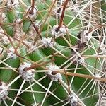 Echinopsis candicans Flower