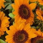 Helianthus annuus Цветок