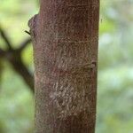 Annona muricata Bark