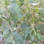 Austroeupatorium inulifolium Leaf