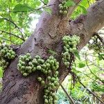 Ficus racemosa Fruit