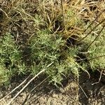 Achillea ligustica Лист