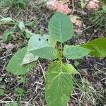 Circaea canadensis Yaprak