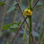 Senna obtusifolia Corteza