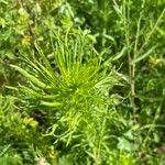 Artemisia biennis Leaf