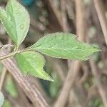 Clematis chrysocoma Hoja