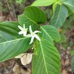 Holarrhena pubescens Hoja