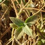 Tridax procumbens Foglia